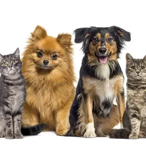 Small group of pets, cats and dogs sitting in a raw and looking at the camera