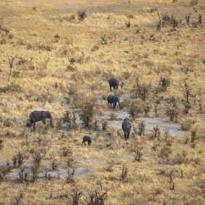 Small herd of elephants in dry savanna with yellow grass