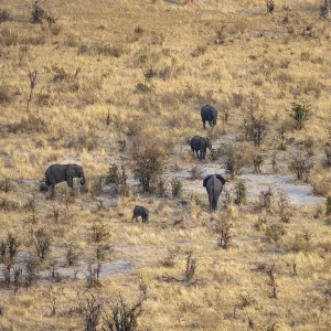 Small herd of elephants in dry savanna with yellow grass