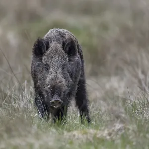 The small herd is followed by a wild boar (Sus scrofa) The small herd is followed by a wild boar (Sus scrofa)
