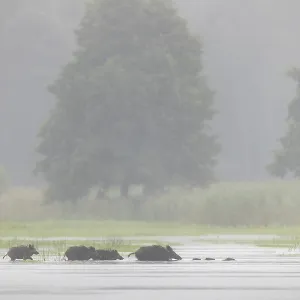 A small herd of wild boars (Sus scrofa) crosses a pond