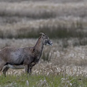 The small horns of the female mouflon (Ovis gmelini) are clearly recognisable