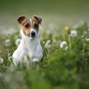 Small Jack Russell terrier sitting in green grass meadow Small Jack Russell terrier sitting in green grass meadow