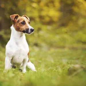 Small Jack Russell terrier sitting on meadow in autumn Small Jack Russell terrier sitting on meadow in autumn