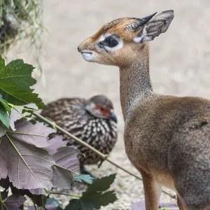Small mammal dikdik and bird in the bacground