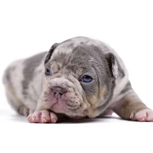 Small merle colored French Bulldog dog puppy on white background