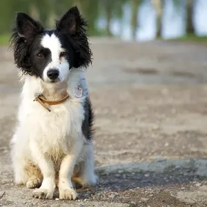 Small mixed-breed dog