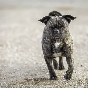 Small mixed-breed dog with a very interesting coat pattern runs directly towards the camera Small mixed-breed dog with a very interesting coat pattern runs directly towards the camera