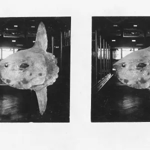 Small moonfish (Mola mola) in a natural history museum