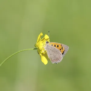 Small moth (Lycaena phlaeas), macro Small moth (Lycaena phlaeas), macro