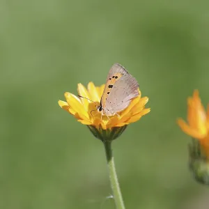 Small moth (Lycaena phlaeas), macro Small moth (Lycaena phlaeas), macro