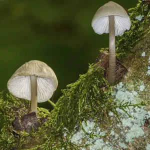 Two small mushrooms growing on a mossy log in a lush Two small mushrooms growing on a mossy log in a lush