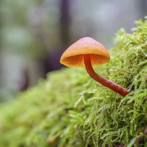 A small orange-coloured mushroom growing from the side of a mos-covered log A small orange-coloured mushroom growing from the side of a mos-covered log