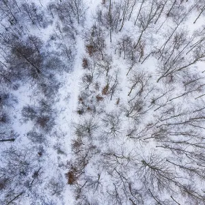 Small piece of deciduous forest in winter full of snow from a birds eye view Small piece of deciduous forest in winter full of snow from a birds eye view