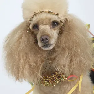 Small poodle, apricot, with carnival costume