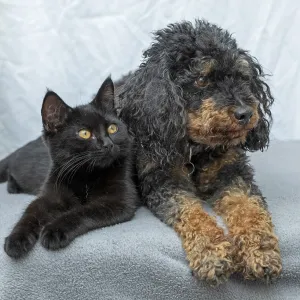 Small poodle, black and tan, and black cat lying next to each other Small poodle, black and tan, and black cat lying next to each other