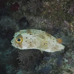 A small pufferfish with large eyes A small pufferfish with large eyes