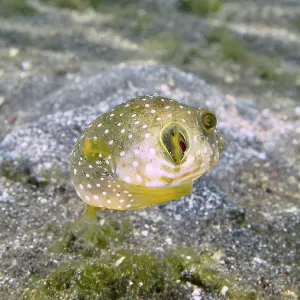 Small pufferfish with white spots Small pufferfish with white spots