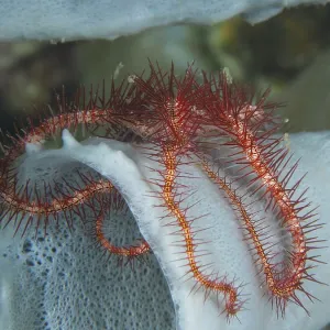 A small red brittle star with spiny arms