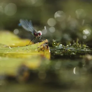 Small Red-eyed Damselfly (Erythromma viridulum)