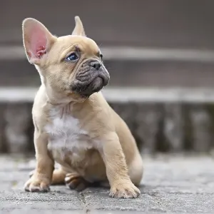 Small red fawn colored French Bulldog dog puppy with 7 weeks looking up sideways while sitting in front of stairs Small red fawn colored French Bulldog dog puppy with 7 weeks looking up sideways while sitting in front of stairs