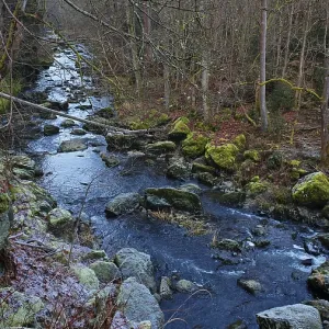 Small river in the forest with rocks and moss-covered trees along the shore Small river in the forest with rocks and moss-covered trees along the shore