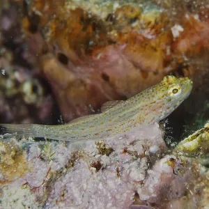 Small Spotted Fish, Sarato's Goby (Gobius fallax) Print Small Spotted Fish, Sarato's Goby (Gobius fallax) Print