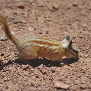 A small squirrel with striped fur A small squirrel with striped fur