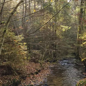 A small stream flows through an autumnal forest A small stream flows through an autumnal forest