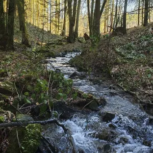 Small stream flows through a forest surrounded by moss and trees in sunlight Small stream flows through a forest surrounded by moss and trees in sunlight