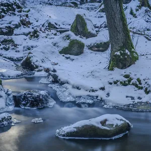 A small stream flows through a forest surrounded by snow A small stream flows through a forest surrounded by snow
