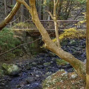 A small stream flows through a forest surrounded by trees and a wooden bridge