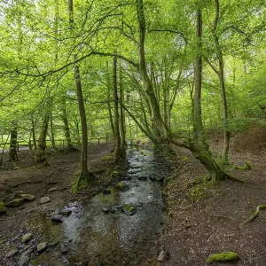 Small stream flows through a green forest full of trees and moss Small stream flows through a green forest full of trees and moss