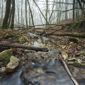 A small stream in the forest of Zeiselmauer-Wolfpassing A small stream in the forest of Zeiselmauer-Wolfpassing