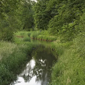 Small stream leads through forest with English oaks