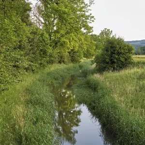 Small stream leads through forest with English oaks Small stream leads through forest with English oaks