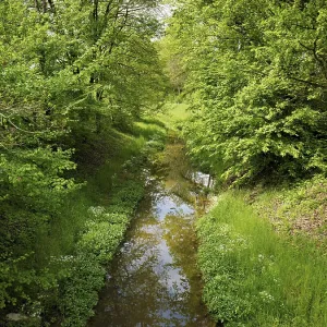 Small stream leads through forest with English oaks Small stream leads through forest with English oaks