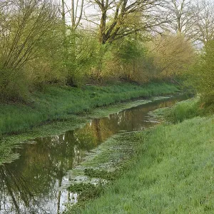 Small stream leads through forest with English oaks Small stream leads through forest with English oaks