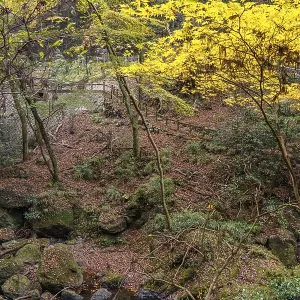Small stream surrounded by rocks and autumnal yellow trees