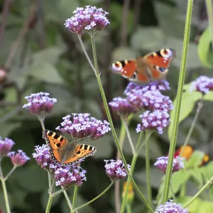 Small tortoiseshell butterfly (Aglais urticae) adult insect feeding on garden Verbena bonariensis flowers in summer Small tortoiseshell butterfly (Aglais urticae) adult insect feeding on garden Verbena bonariensis flowers in summer