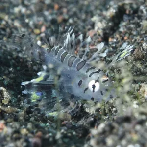 Small, transparent fish, zebra dwarf lionfish (Dendrochirus zebra) juvenile Small, transparent fish, zebra dwarf lionfish (Dendrochirus zebra) juvenile