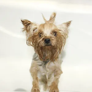 Small wet dog standing in a bathtub after being washed Small wet dog standing in a bathtub after being washed