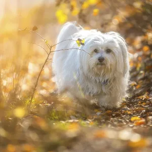 Small white dog in autumn surroundings Small white dog in autumn surroundings