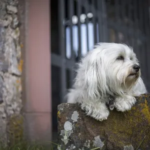 A small white dog lies on a stone and looks out of the picture A small white dog lies on a stone and looks out of the picture