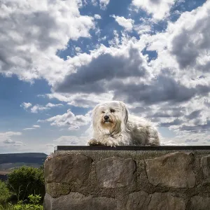 Small white dog sits on a pedestal in the background a blue sky with clouds