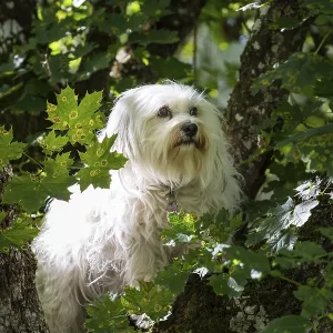 A small white dog sits in a tree and looks through the leaves A small white dog sits in a tree and looks through the leaves