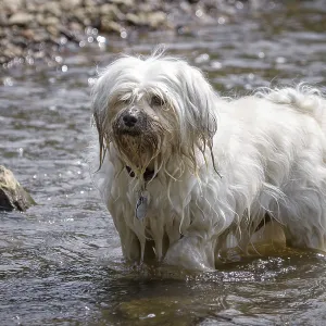 Small white dog stands in the water and looks slightly out of the picture Small white dog stands in the water and looks slightly out of the picture