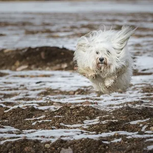 Small white Havanese defies gravity Small white Havanese defies gravity
