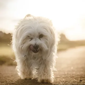 Small white Havanese runs towards the photographer on a street and is spotlighted from behind Small white Havanese runs towards the photographer on a street and is spotlighted from behind