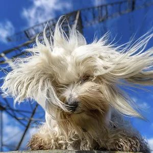 Small white Havanese sits on the base of an overhead power line and looks down Small white Havanese sits on the base of an overhead power line and looks down